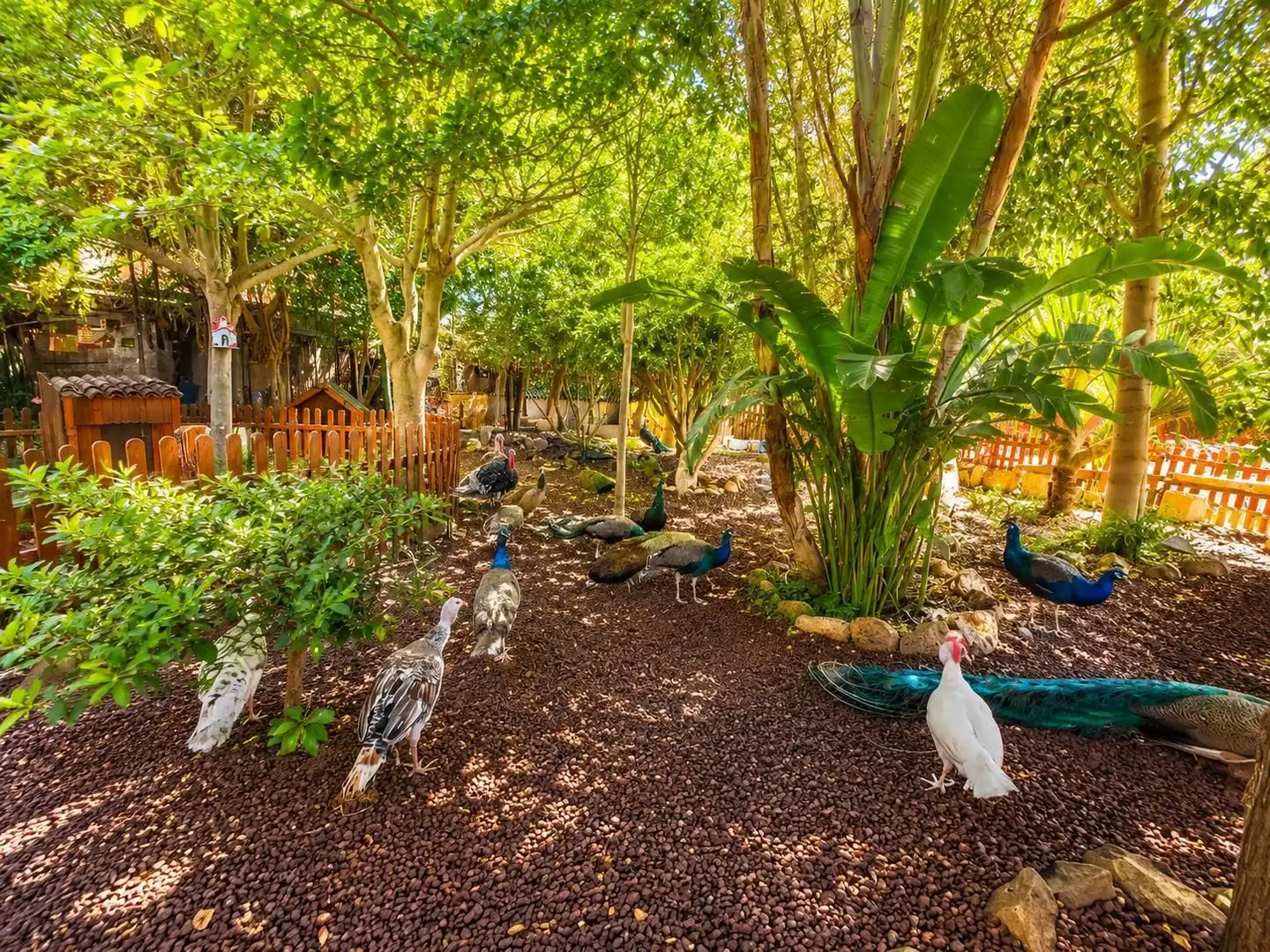 Jardí de Casa o xalet en venda en San Miguel de Abona amb Jardí privat, Traster i Piscina