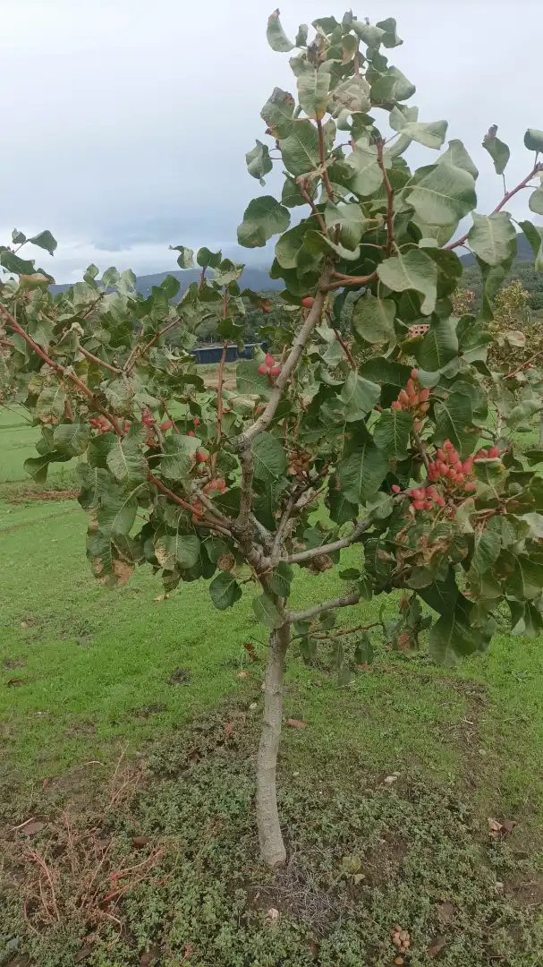 Terreni e lotti in vendita a Avenida de la Vera, imagen 5