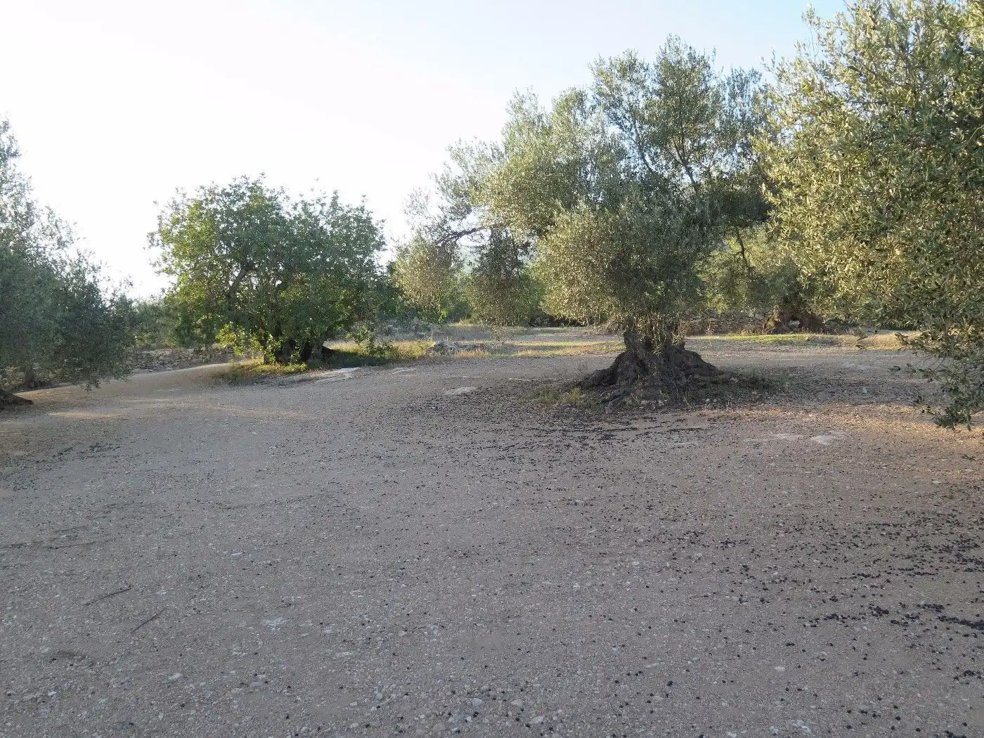 Terrain résidentiel à vendre à Xerta, imagen 19