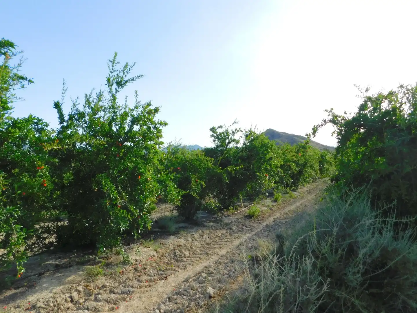 Terreno residencial en venta en Desamparados - Hurchillo - Torremendo, imagen 3