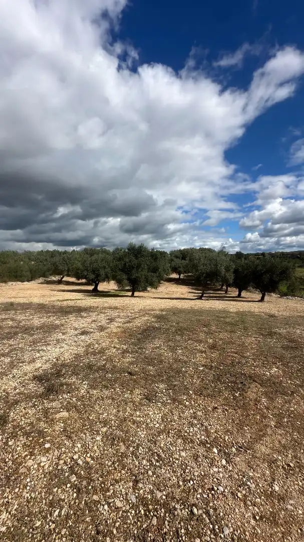Terrain rustique à vendre à Sant Mateu