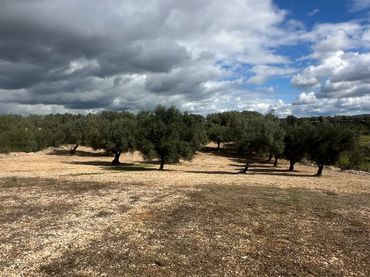 Terreny rústic en venda a Sant Mateu