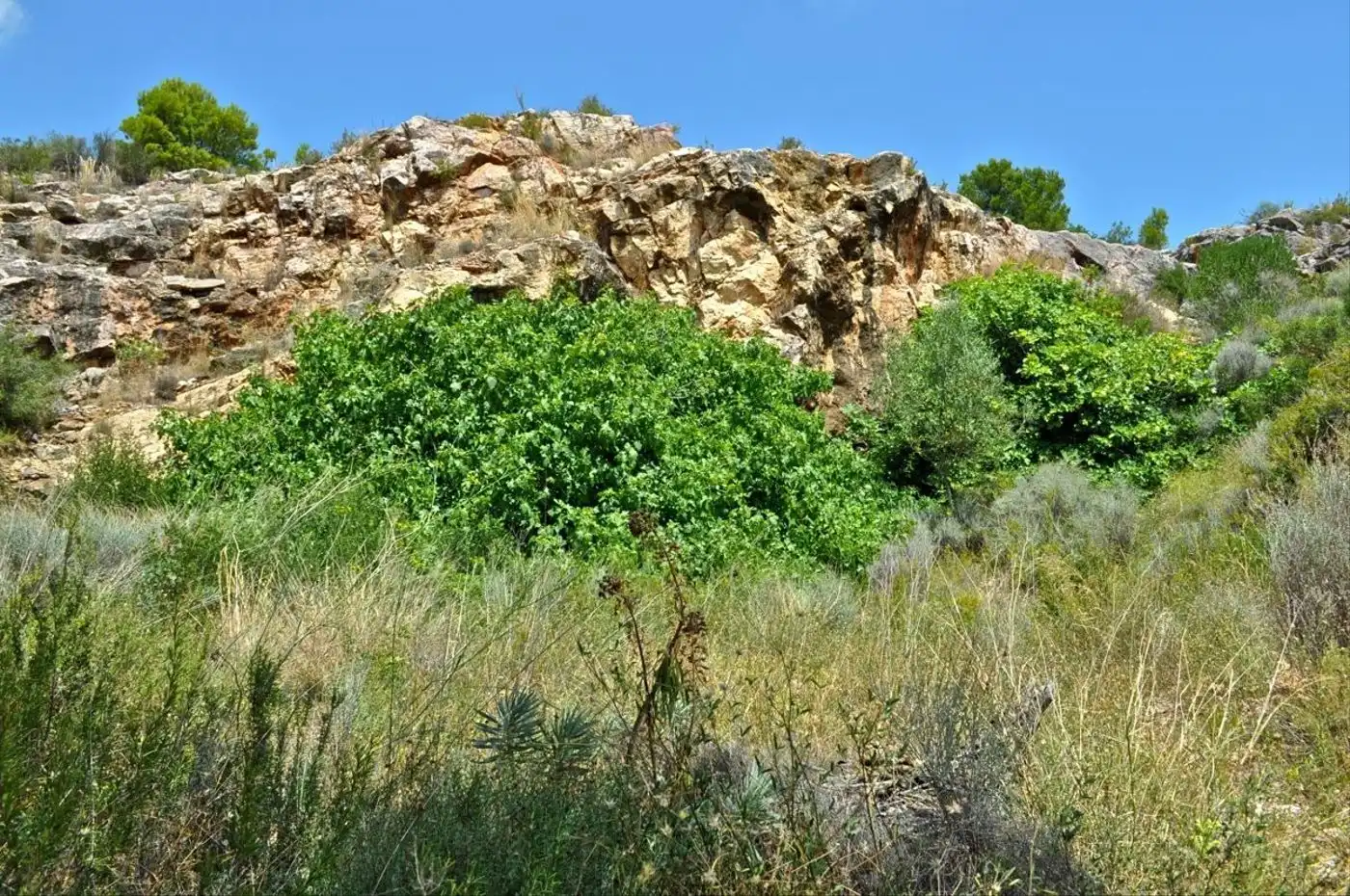 Land for sale in Camí del Barranc de la Llet, 26, Sant Llàtzer