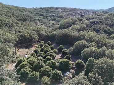 Terrain rustique à vendre à Calle Nueva 5