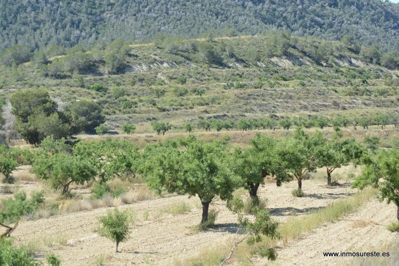 Terreno rustico in vendita a Campo de Murcia, imagen 15