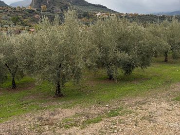 Terreno rustico in vendita a Priego de Córdoba