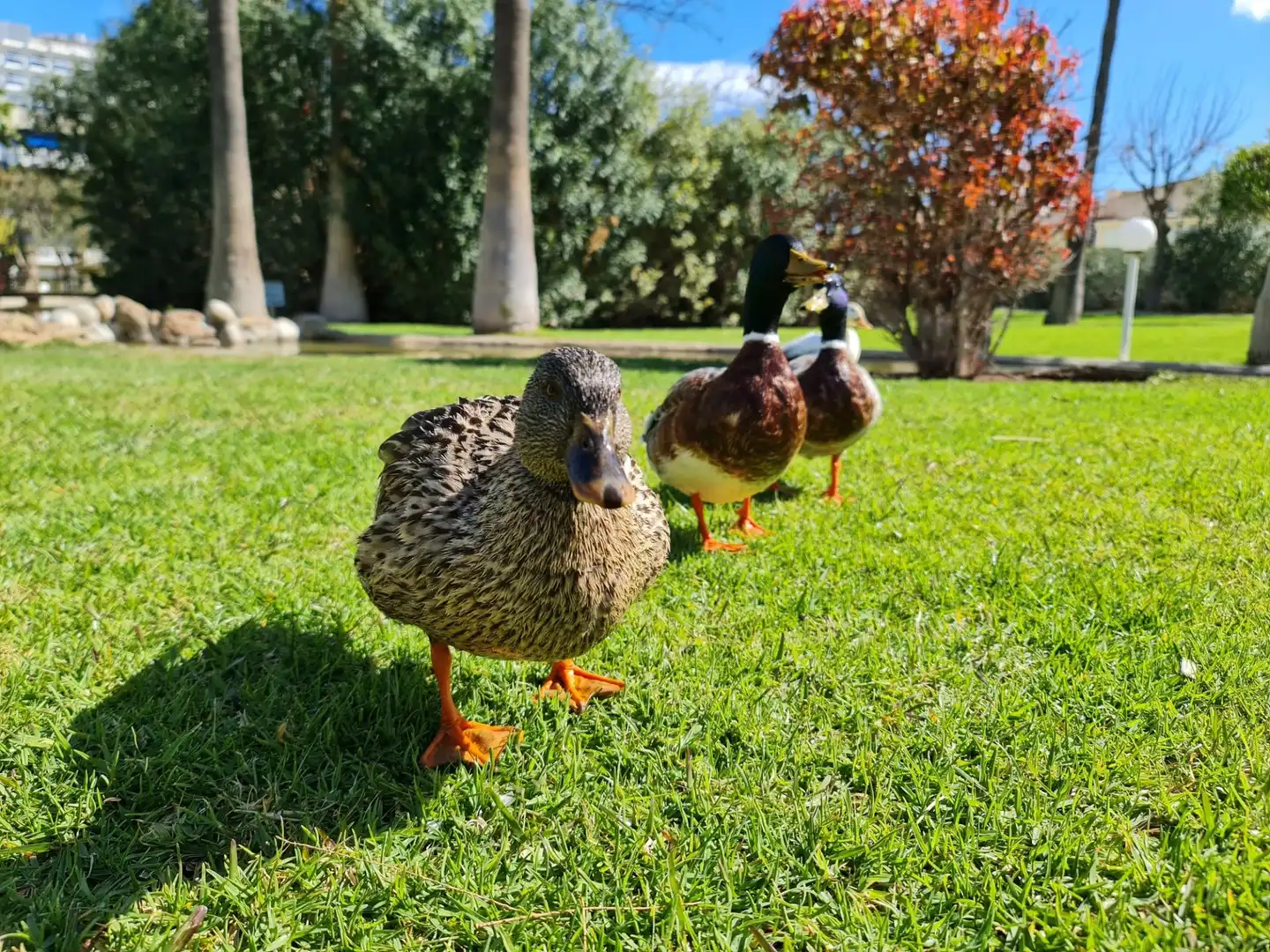 Jardí de Pis en venda en Torremolinos amb Aire condicionat, Calefacció i Jardí privat