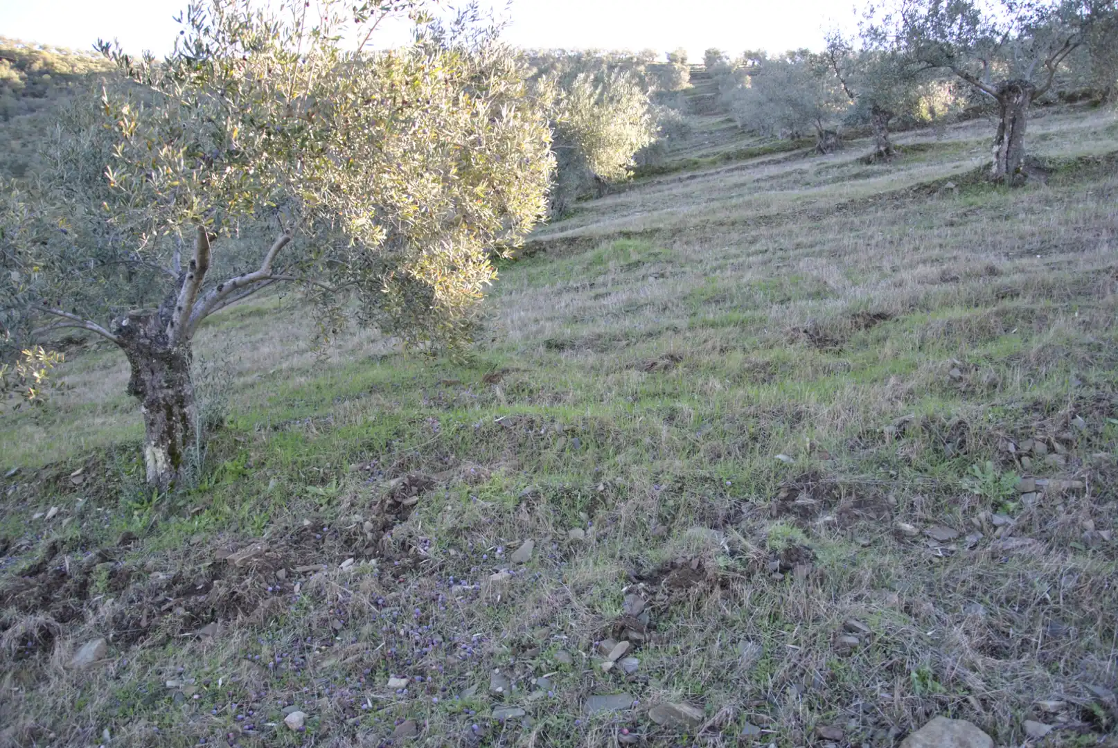 Terreno en venta en La Pesga 