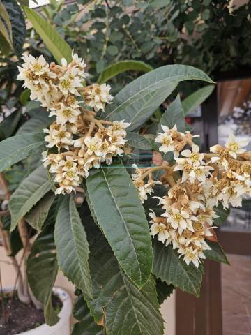 Casa-chalet en Venta en Alcaucín