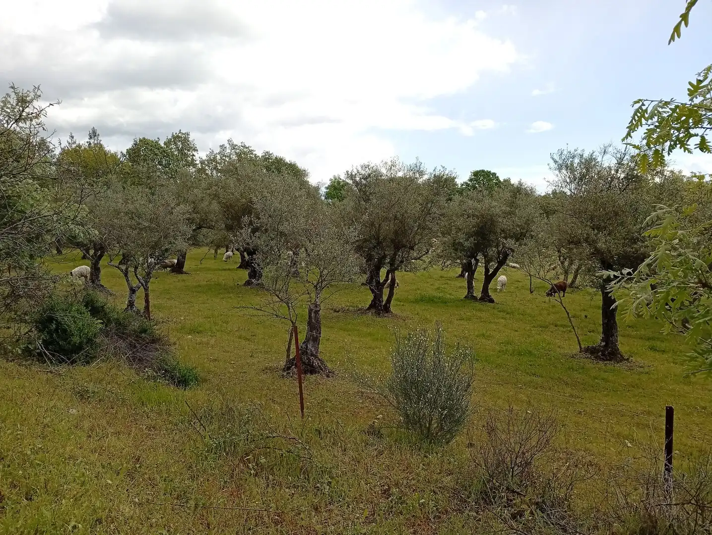 Terreni e lotti in vendita a Villanueva de la Vera, imagen 70