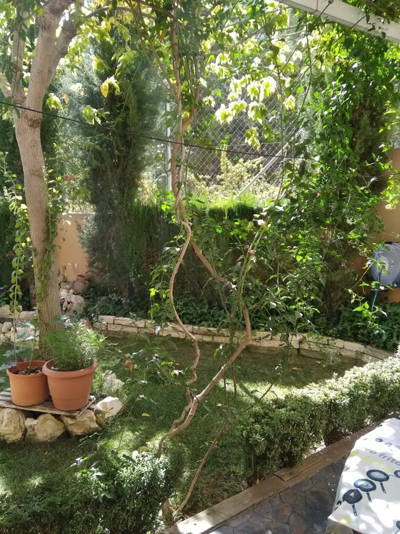 Garden of Detached homes for sale in Villena  with Heating, Private garden and Storage room