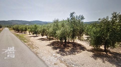 Finca de olivos con agua, immagine 4