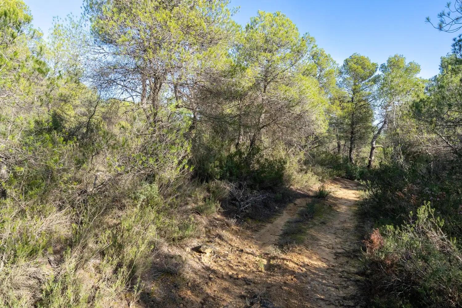 Terreni e lotti in vendita a Arens de Lledó, imagen 5