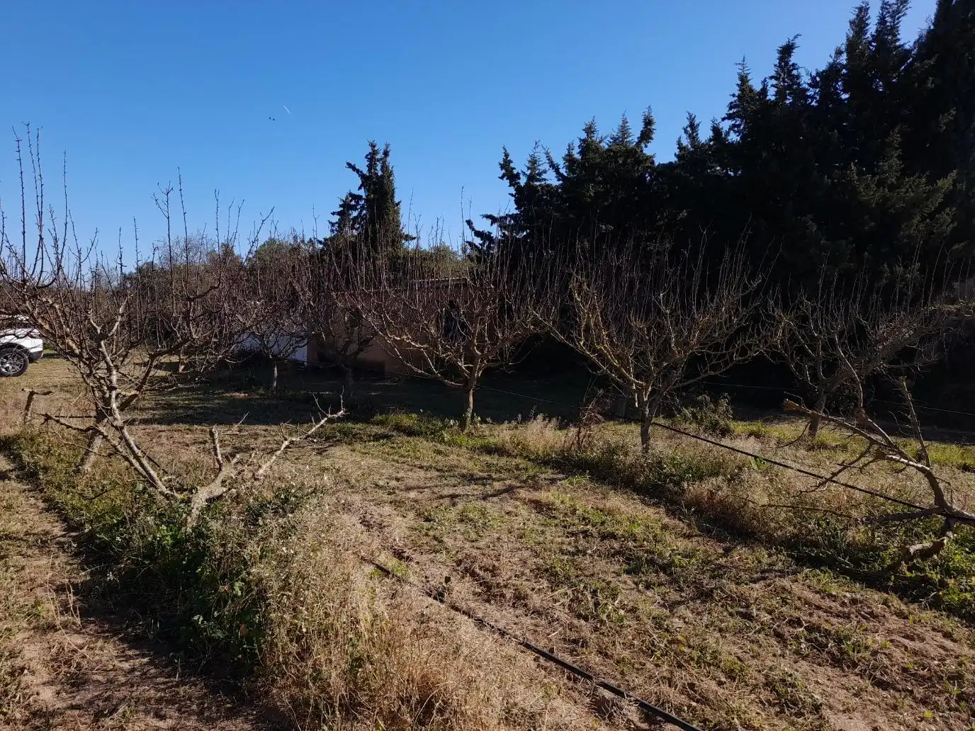 Rural land for sale in Ginestar, imagen 8