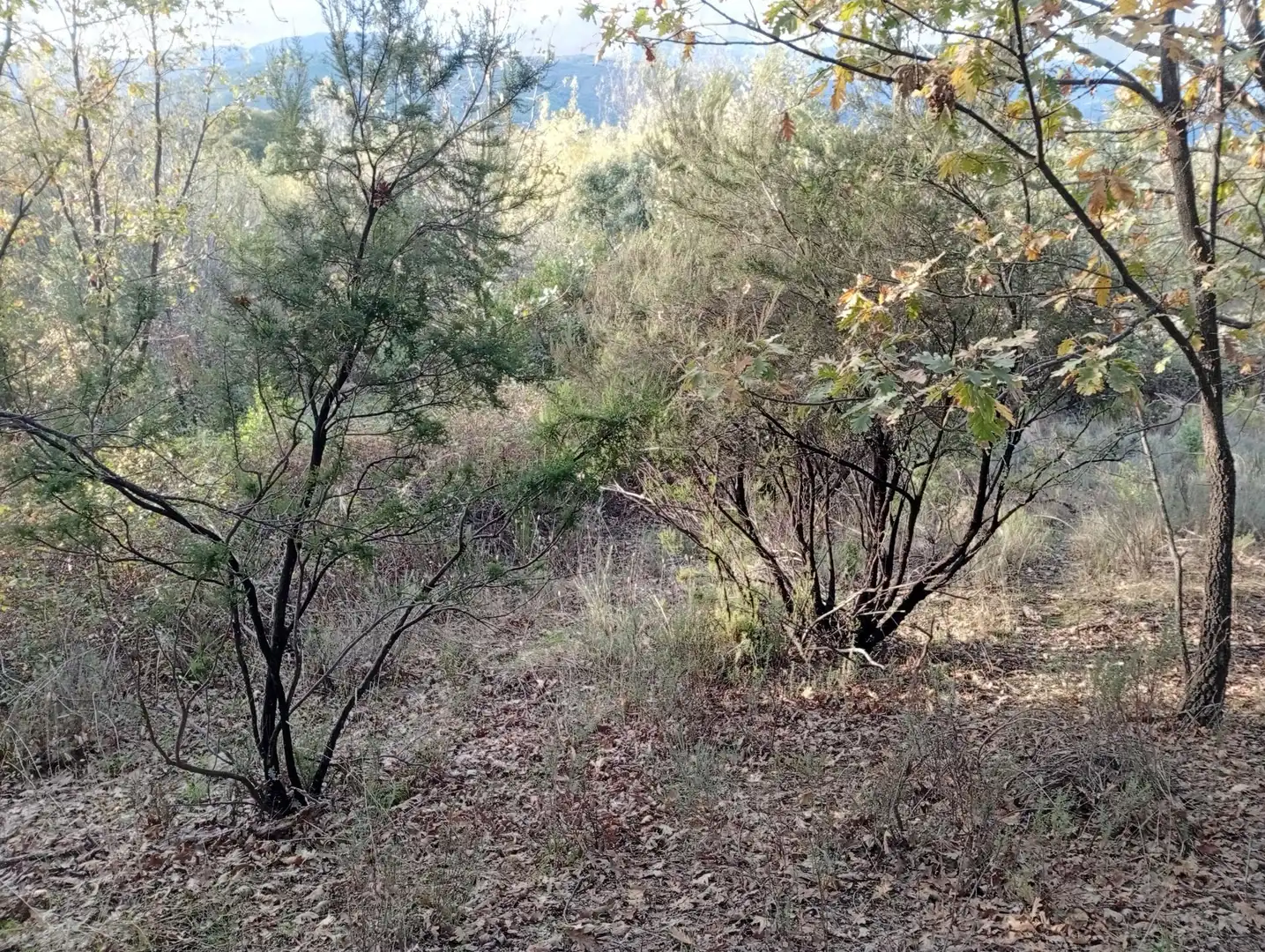 Terreni e lotti in vendita a Villanueva de la Vera, imagen 24