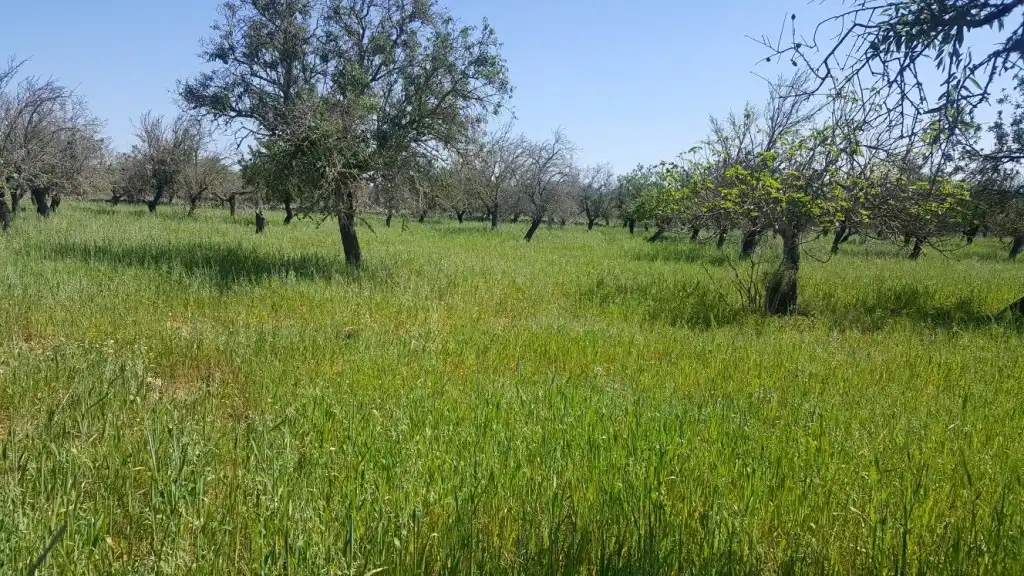 Maison rustique à vendre à Maria de la Salut, imagen 9