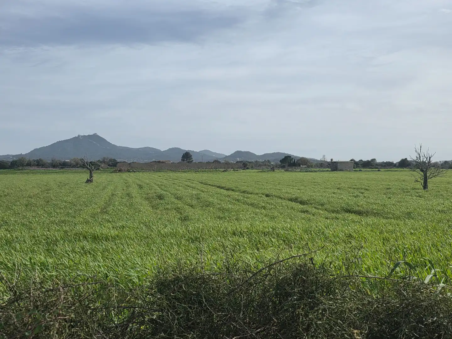 Residential land for sale in Felanitx Poble, imagen 3