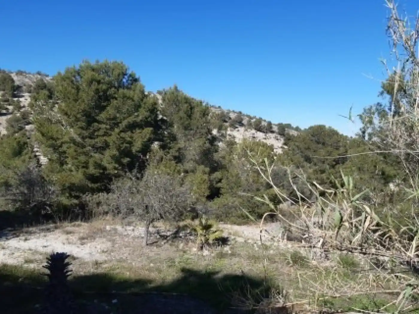 Xalet amb piscina en venda a Monóvar  / Monòver, imagen 48
