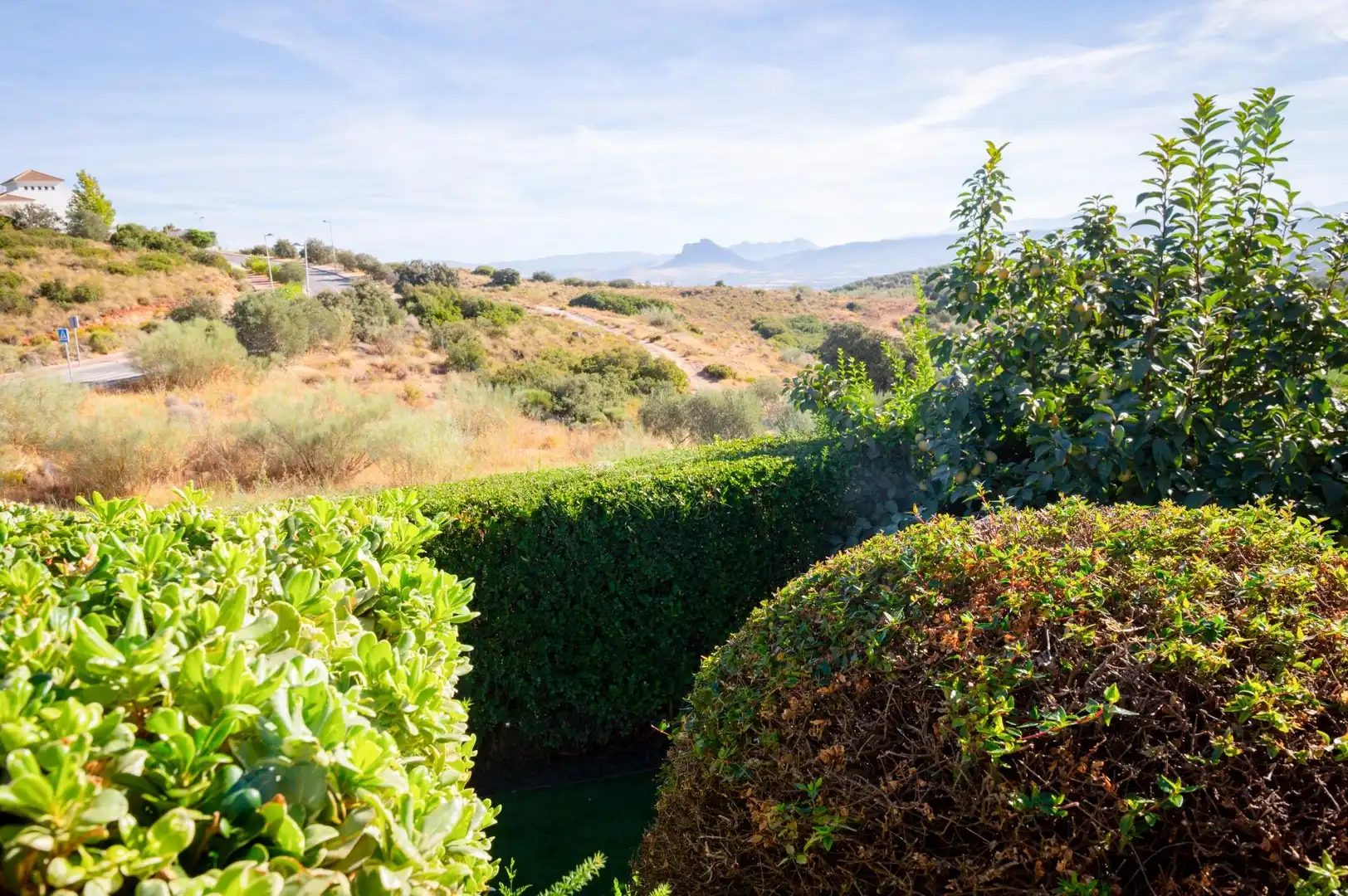 Garden of Houses for sale in Centro