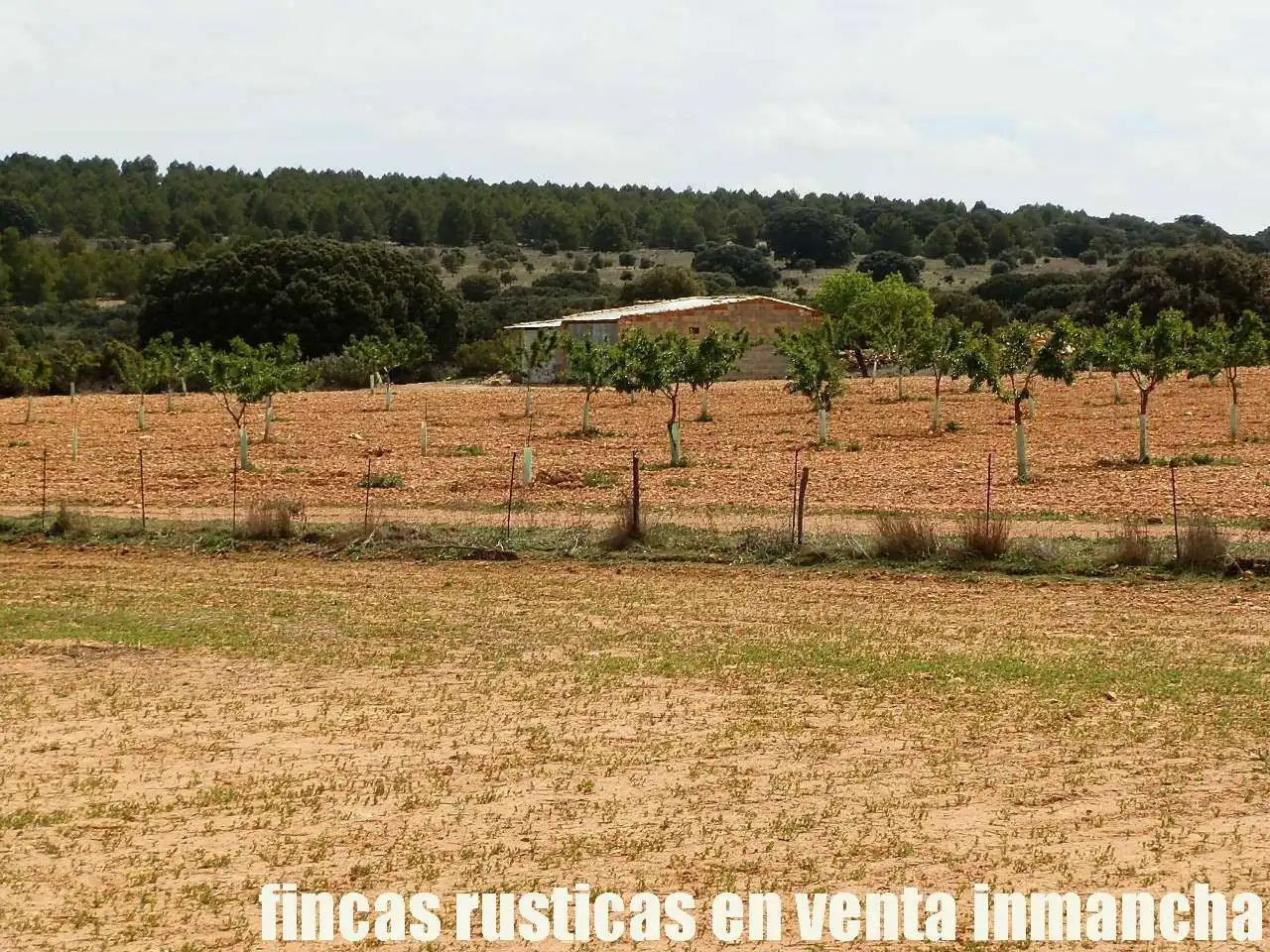 Terreni e lotti in vendita a Villarrobledo, imagen 14