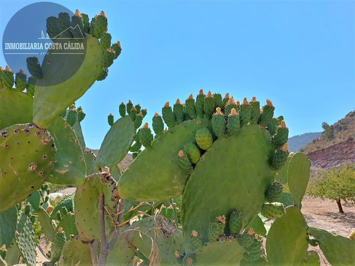 Jardí de Finca rústica en venda en Águilas amb Jardí privat, Terrassa i Traster