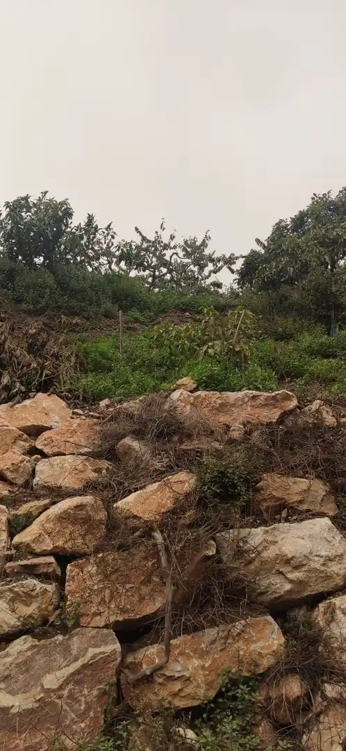 Terreno rústico en venta en Motril  ciudad, imagen 8