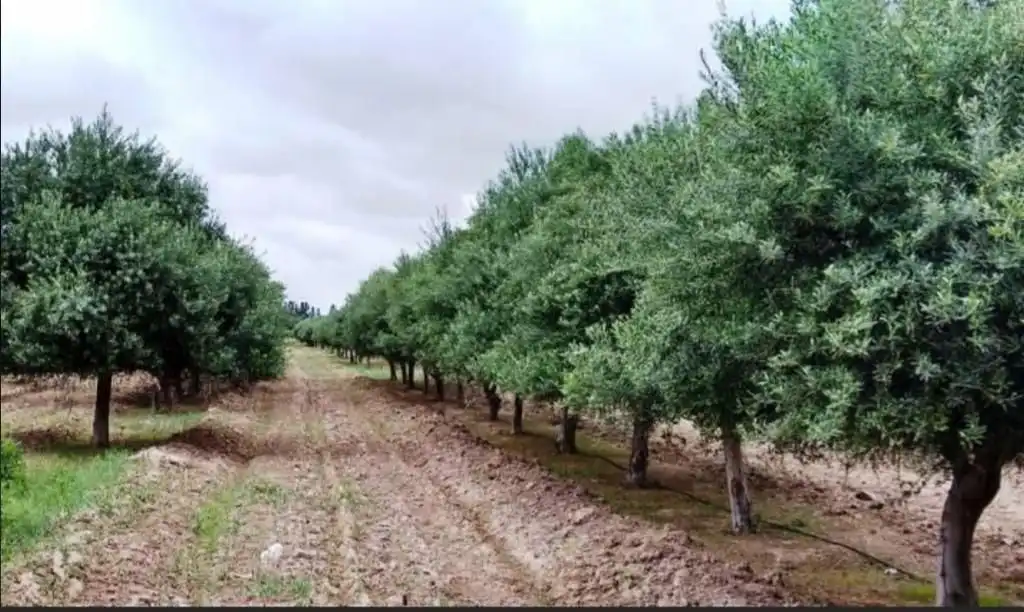 Residential land for sale in Mairena del Alcor