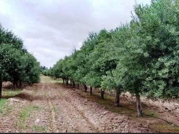 Residential land for sale in Mairena del Alcor