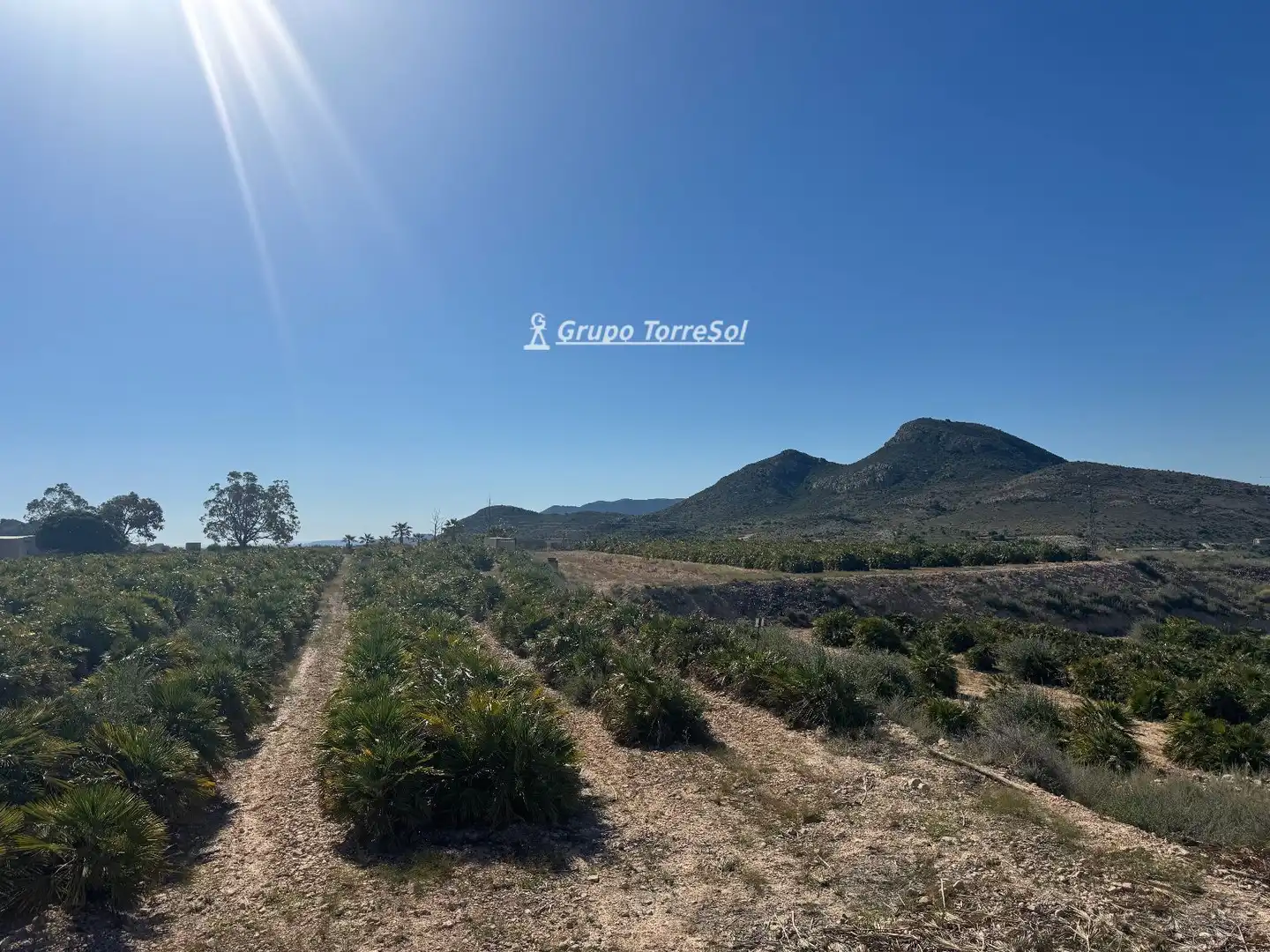 Land for sale in Monforte del Cid