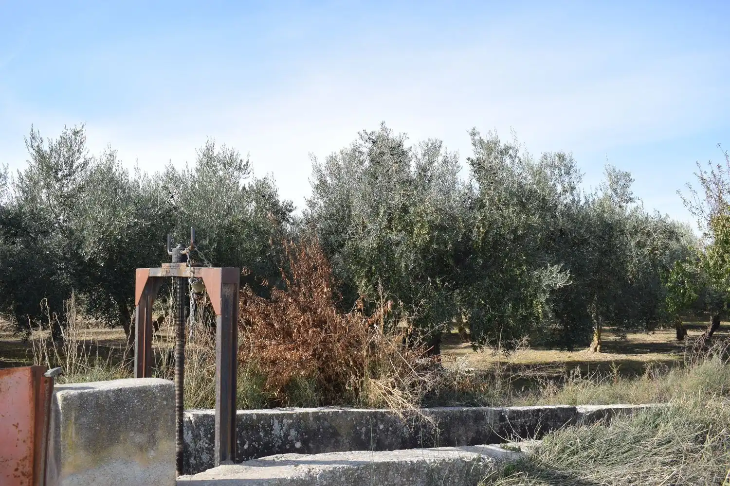 Terreno rustico in vendita a LOS MOLINOS, imagen 18