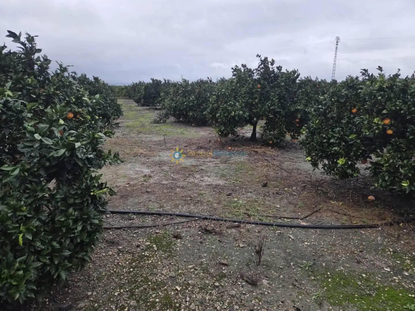 Rural land for sale in Senyera