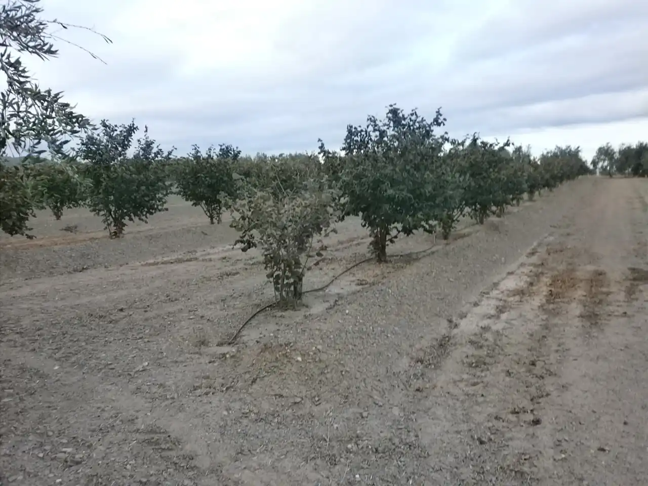 Rural land for sale in Carrer Pont del Cinto, imagen 30