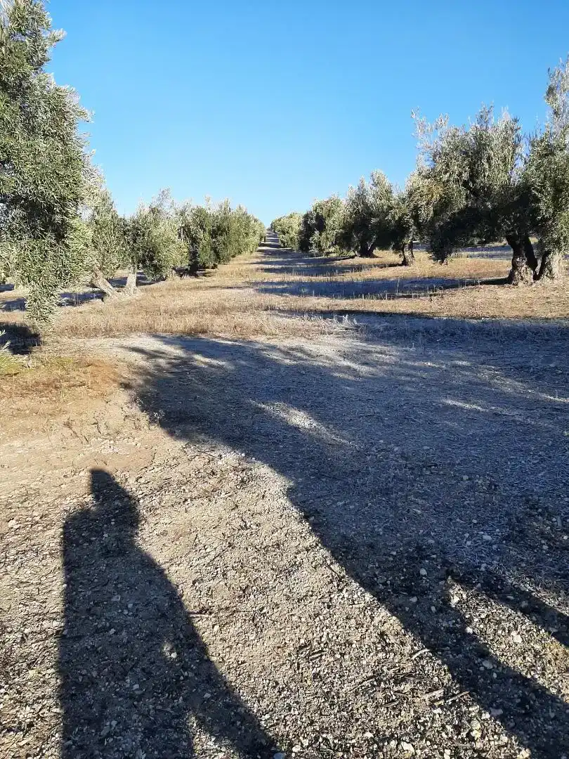 Finca rústica en venda en La Iruela