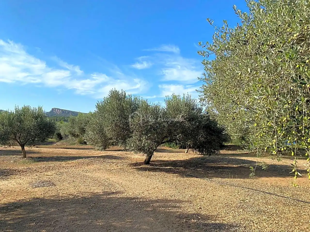 Rural land for sale in Partida Pedres, imagen 7