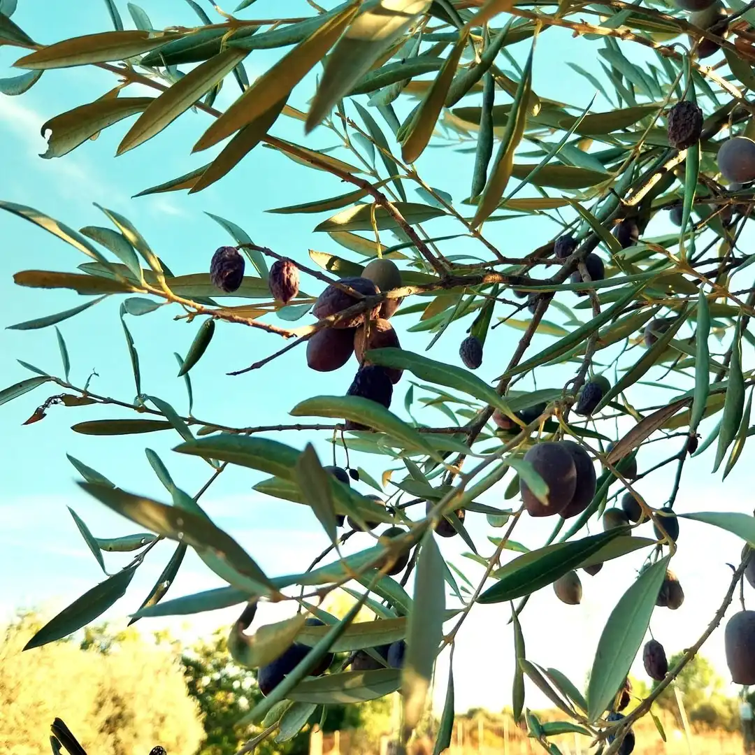 Jardín de Finca rústica en venta en Carmona
