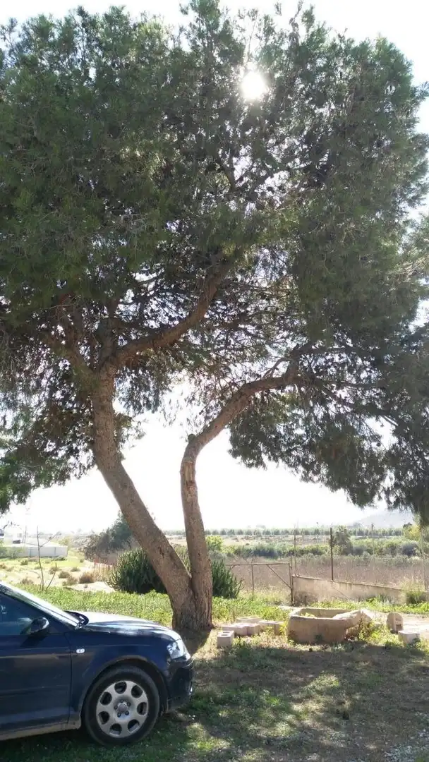 Exterior view of Country homes for sale in Fuente Álamo de Murcia