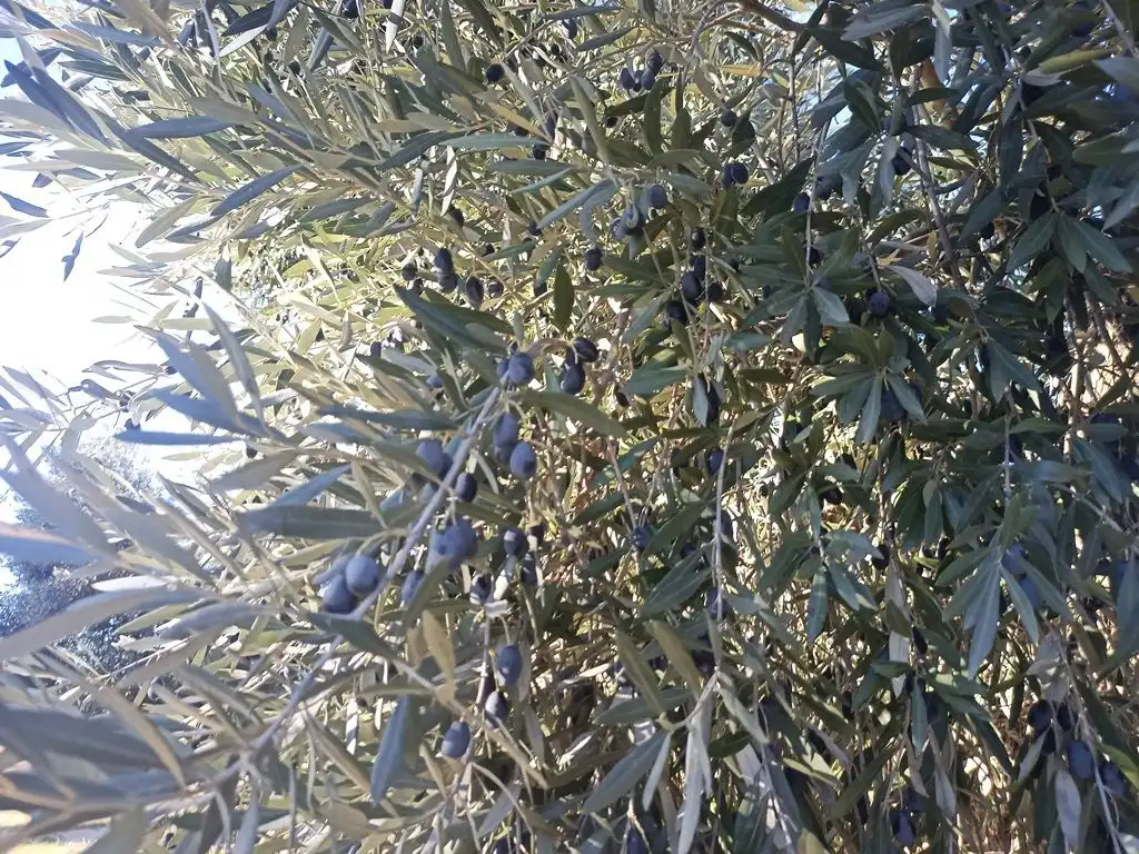 Terreni e lotti in vendita a Calaceite, imagen 7