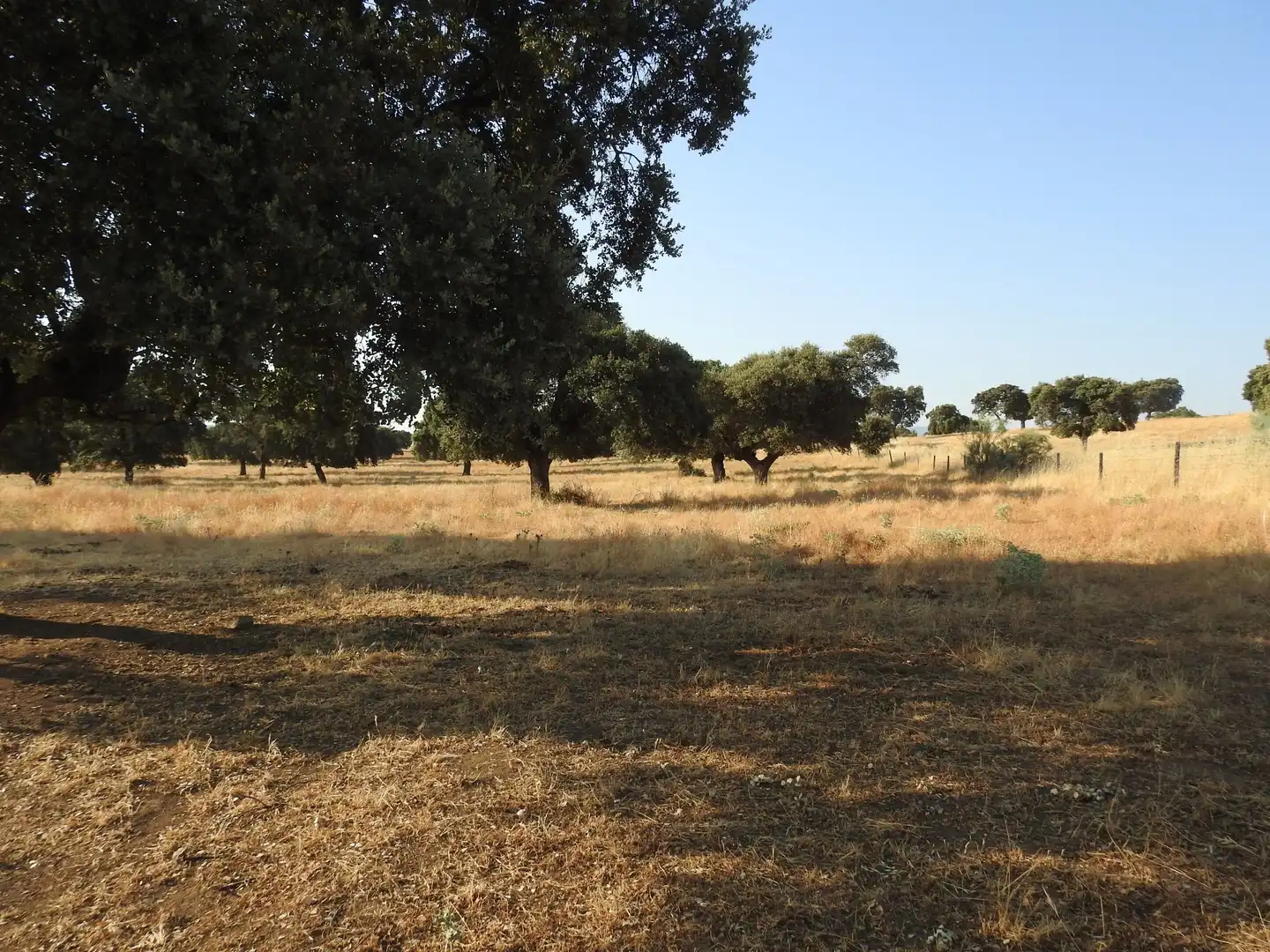 Land for sale in Villar del Pedroso