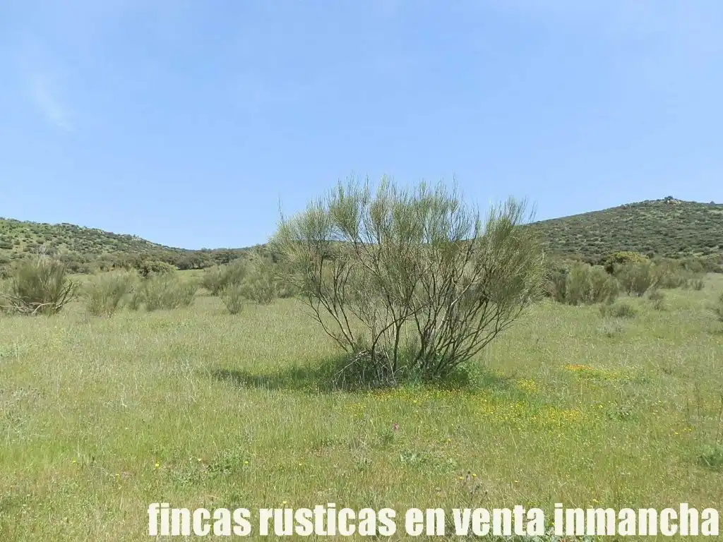 Rural land for sale in Calzada de Calatrava, imagen 13