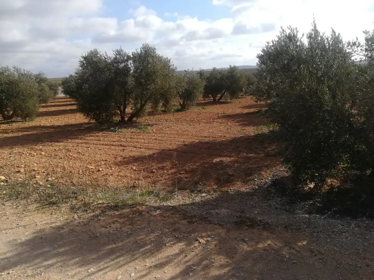 Terreno rustico in vendita a Valdepeñas, imagen 7