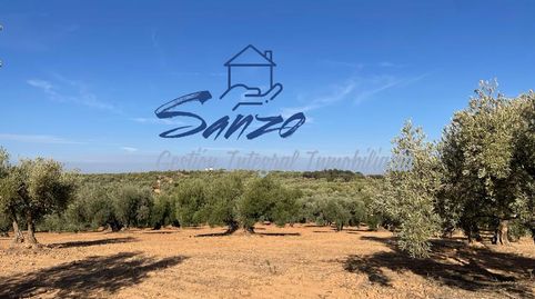Finca rústica de olivar, imagen 3