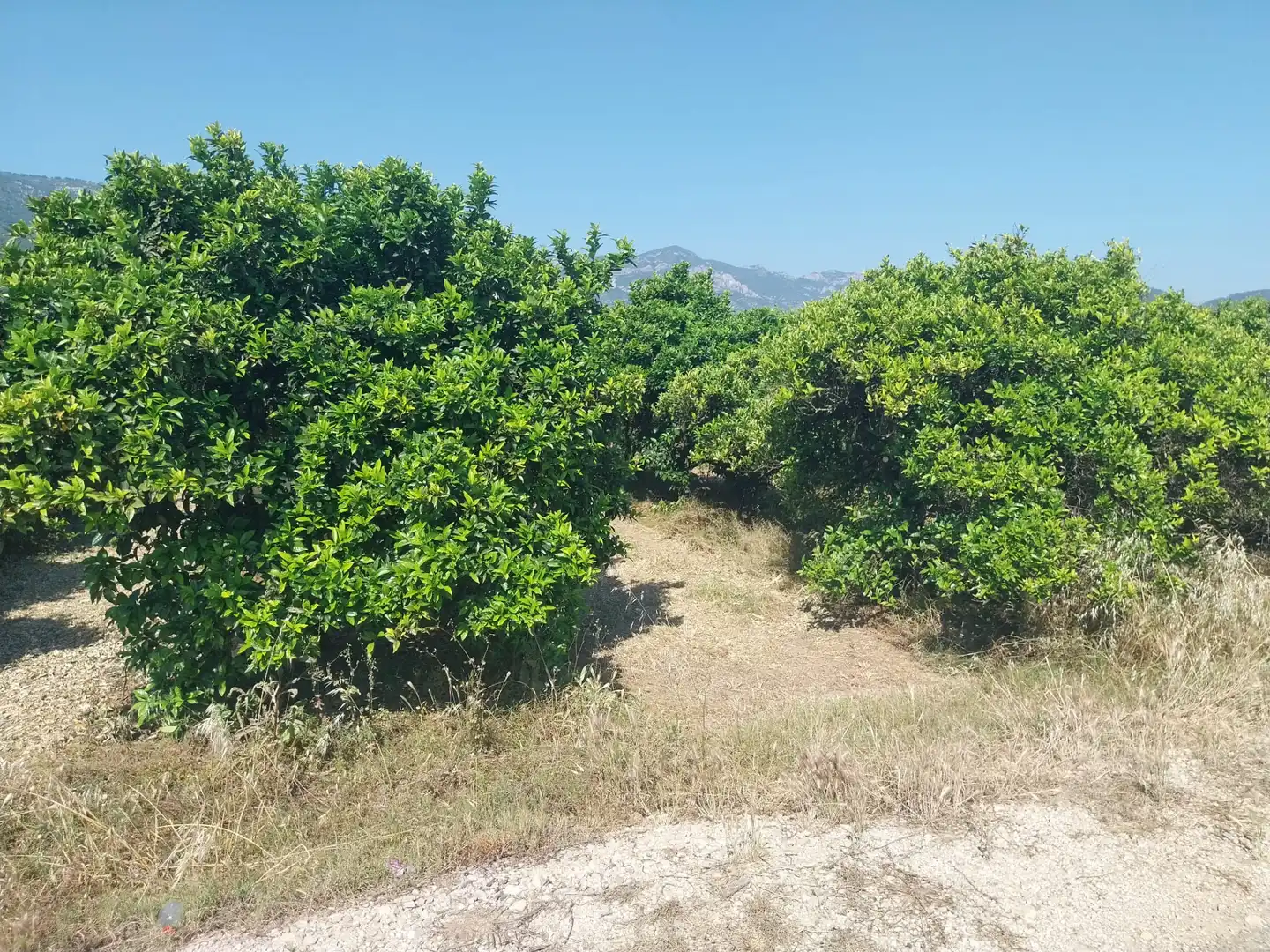Rural land for sale in Tavernes de la Valldigna, imagen 9