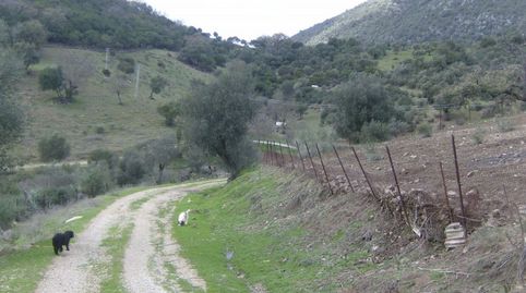 VENTA FINCA RÚSTICA CRTRA. EL BOSQUE  UBRIQUE, immagine 3