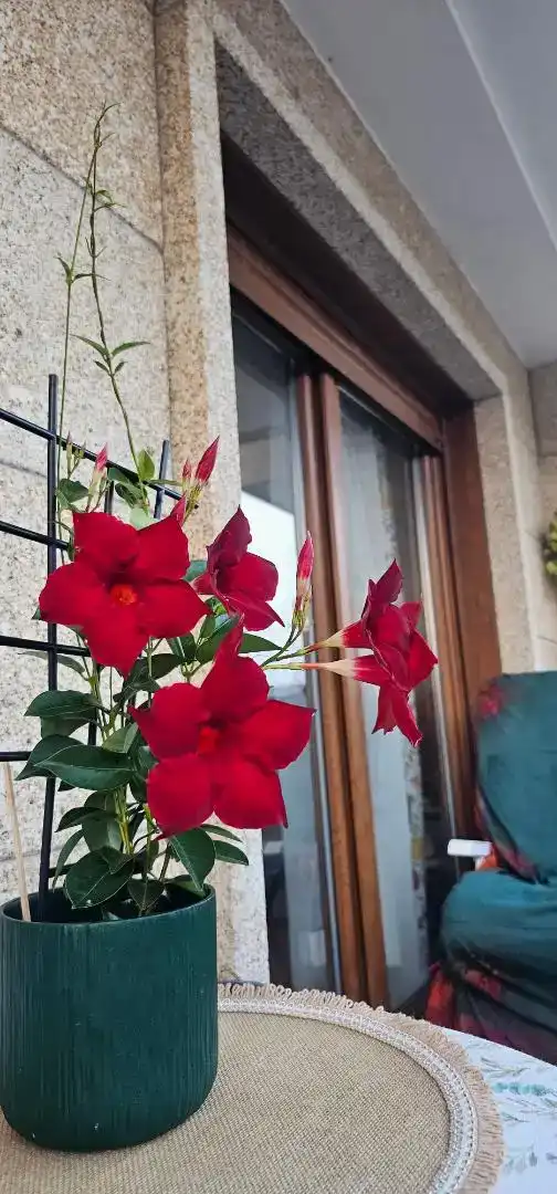 Wohnungen zur Miete in Sanxenxo mit Möbliert, Ofen und Waschmaschine