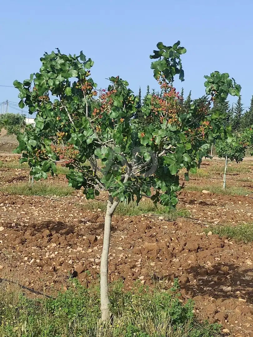Garden of Land for sale in Lorca