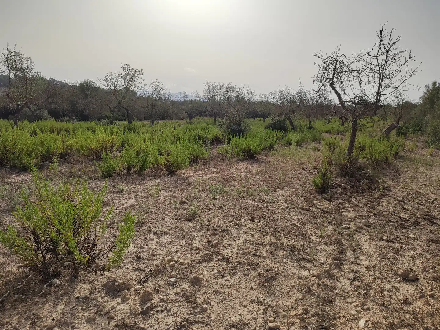 Terreny residencial en venda a Sant Joan, imagen 11