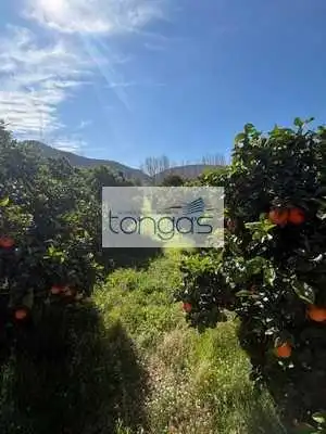 Casa o xalet en venda a El Genovés