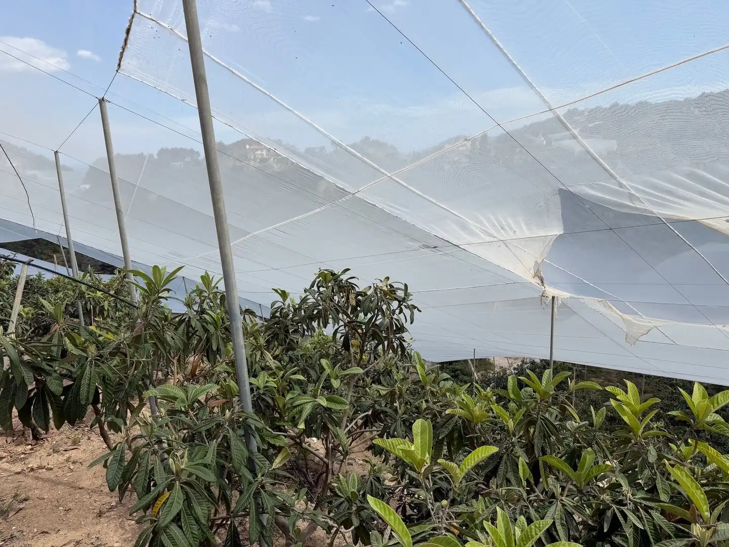Jardín de Finca rústica en venta en Polop