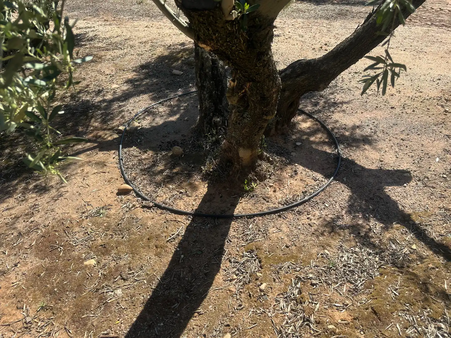 Garden of Land for sale in Villanueva de la Reina