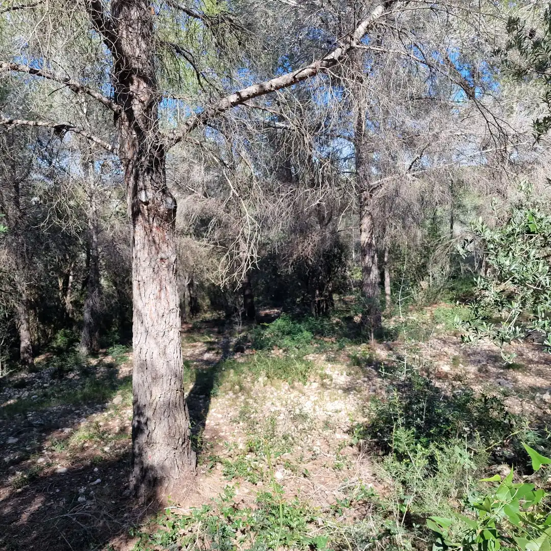 Terreno residencial en venta en Carrer Gessamí 18, imagen 15